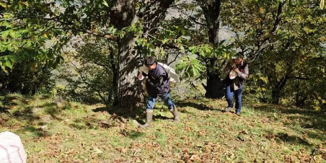 Ağaçtan düşürülüyor, kadınlar tarafından toplanıyor! Zorlu araziden köye yolculuk: Kuyuda 15 gün bekletilip satılıyor 2